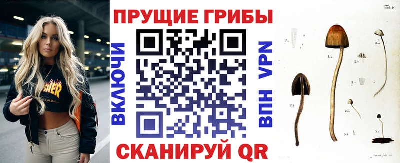 Купить  Кизилюрт  Псилоцибиновые грибы Cubensis 